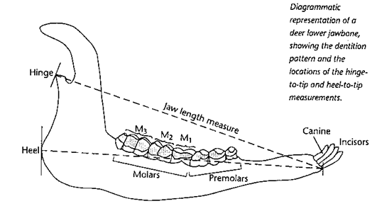 deer tooth aging chart